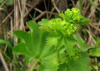 Alchemilka obyčajná